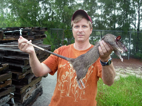 A large pouched rat captured in the US, where they are an invasive species. Source: Wikimedia Commons, (C) US FWS